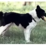 Russisk-Europeisk Laika