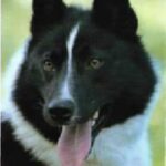 Russisk-Europeisk Laika
