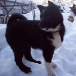 Russisk-Europeisk Laika