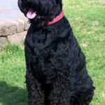 Russisk Sort Terrier