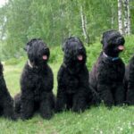 Russisk Sort Terrier
