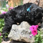 Russisk Sort Terrier