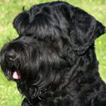 Russisk Sort Terrier