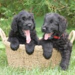 Russisk Sort Terrier