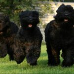 Russisk Sort Terrier