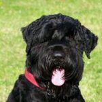Russisk Sort Terrier