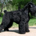 Russisk Sort Terrier