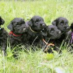 Russisk Sort Terrier