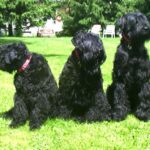 Russisk Sort Terrier