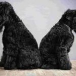 Russisk Sort Terrier
