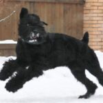 Russisk Sort Terrier
