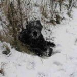 Russisk Sort Terrier
