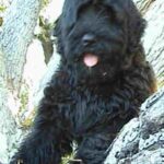 Russisk Sort Terrier
