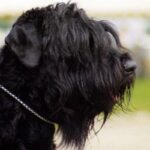 Russisk Sort Terrier
