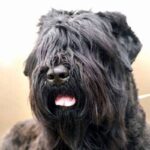 Russisk Sort Terrier