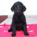 Russisk Sort Terrier
