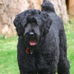 Russisk Sort Terrier