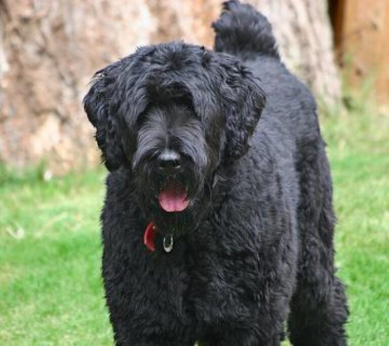 Russisk Sort Terrier
