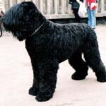 Russisk Sort Terrier