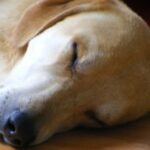 Ingar Kristiansen sin Kejo, www.harajakt.com