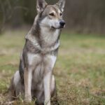 Saarloos Wolfhond