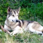 Saarloos Wolfhond