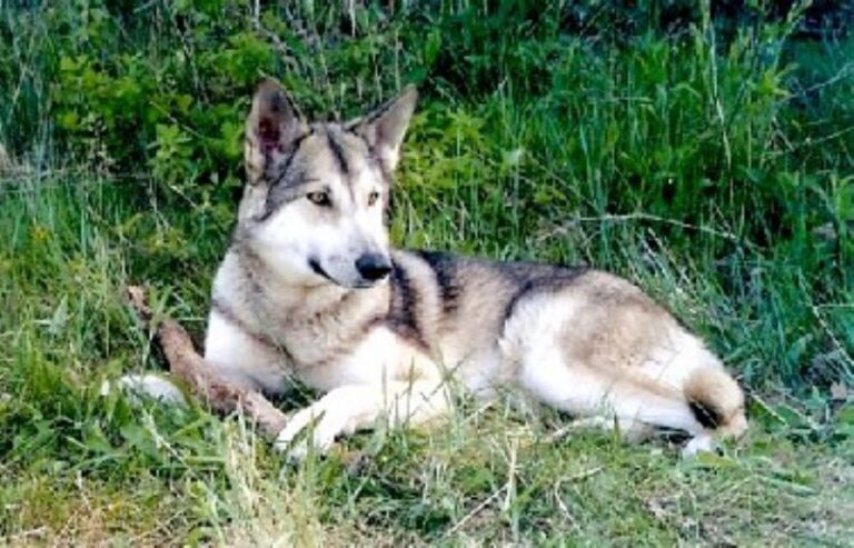 Saarloos Wolfhond