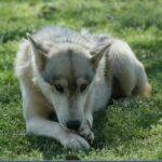 Saarloos Wolfhond