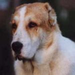 Sage kuchi