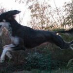 Saluki