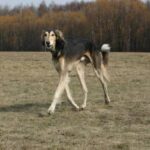 Saluki