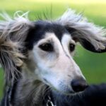 Saluki