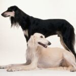 Saluki