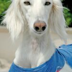 Saluki