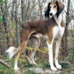 Saluki