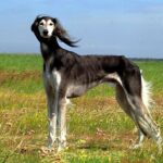Saluki