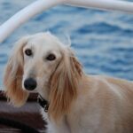 Saluki