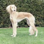 Saluki