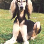 Saluki