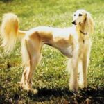 Saluki