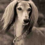 Saluki