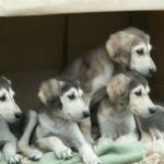 Saluki
