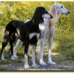 Saluki