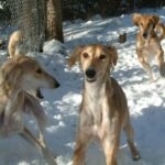 Saluki
