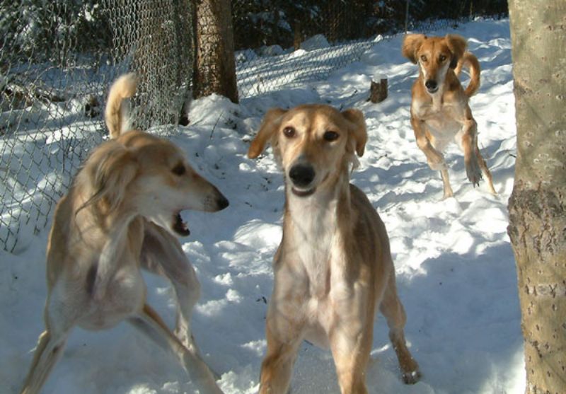 Saluki