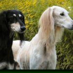Saluki