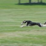 Saluki