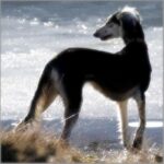 Saluki