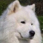Samojedhund