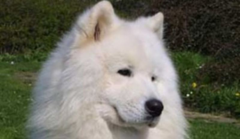 Samojedhund